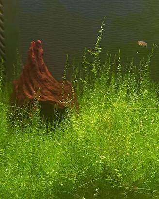 Muschio di java Acquario dolce cardinaio