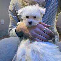 Cucciolo Maltese Coreano Bianco