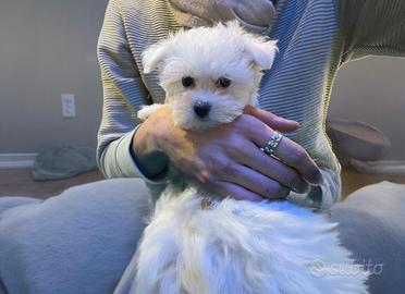 Cucciolo Maltese Coreano Bianco