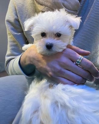 Cucciolo Maltese Coreano Bianco