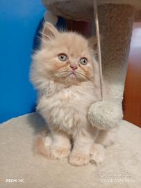 Meraviglioso cuccioli