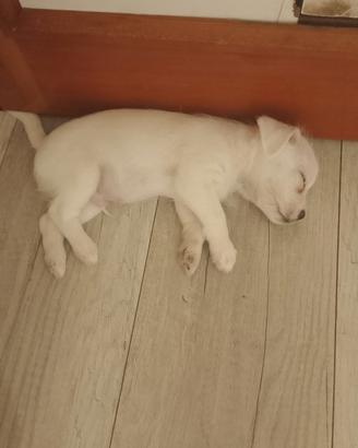 Cuccioli meticci taglia piccola