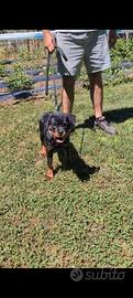 Cucciola Rottweiler
