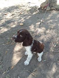 Springer