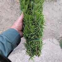 ROSMARINO OFFICINALE