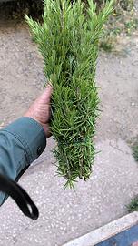 ROSMARINO OFFICINALE