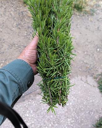 ROSMARINO OFFICINALE