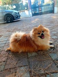 Maschio spitz di pomerania nano per monta