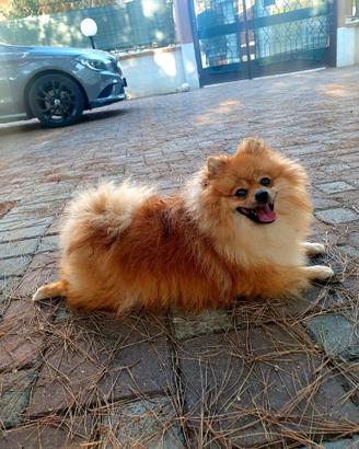 Maschio spitz di pomerania nano per monta