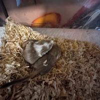 Gerbillo Asiatico baby