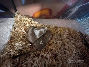 Gerbillo Asiatico baby