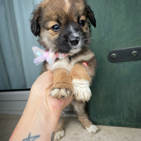 Cucciola maltese shih tzu