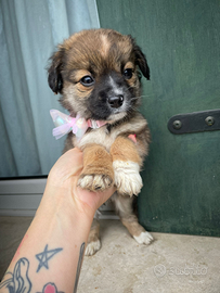 Cucciola maltese shih tzu