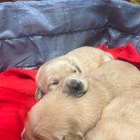 Cuccioli golden retriver linea americana