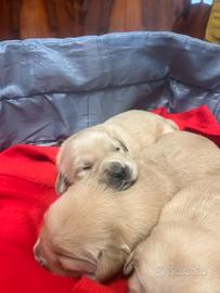 Cuccioli golden retriver linea americana