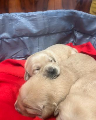 Cuccioli golden retriver linea americana