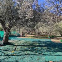 GOLE ALCANTARA terreno agricolo 1 ettaro