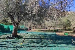 GOLE ALCANTARA terreno agricolo 1 ettaro
