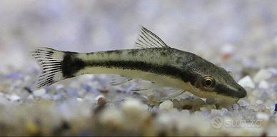 OTOCINCLUS affinis - PANGIO kuhlii