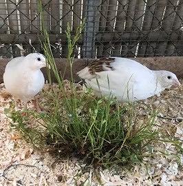 Jumbo Texane bianche