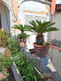 Splendida pianta di Cycas (Cicas)