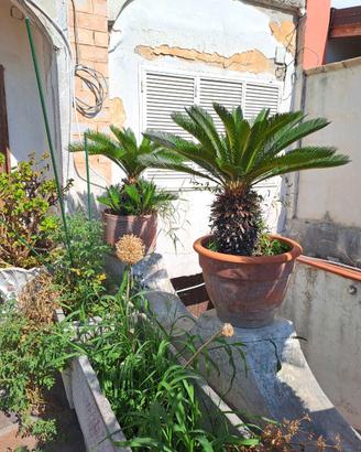 Splendida pianta di Cycas (Cicas)