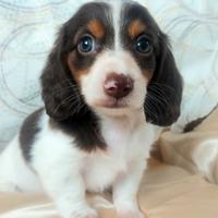 Bassottina pelo lungo