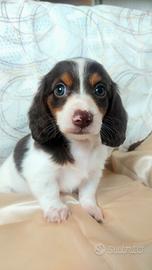 Bassottina pelo lungo