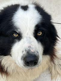 Cane boerder collie