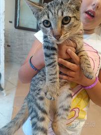 Micetta 5 mesi