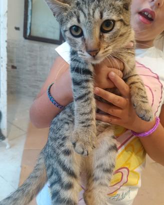 Micetta 5 mesi