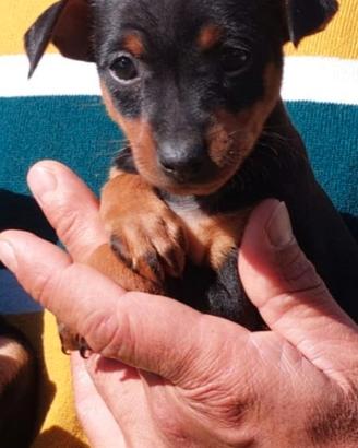 Pinscher di piccola taglia