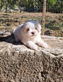 Cuccioli maltese