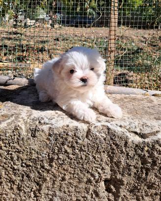Cuccioli maltese