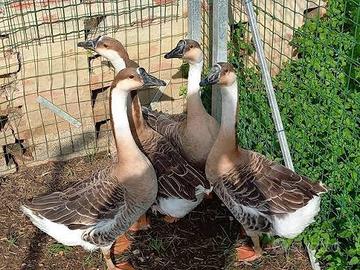 Pulcini di oca cignoide