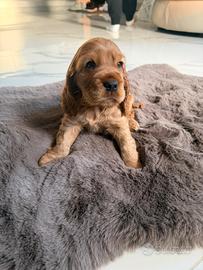 Cocker spaniel inglese