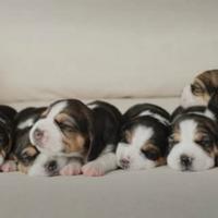 Beagle tricolore solo femminila