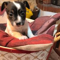 Jack Russell terrier