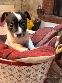 Jack Russell terrier