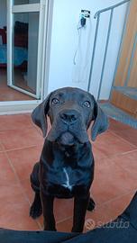 Cane corso femmina 200 euro solo per le spese