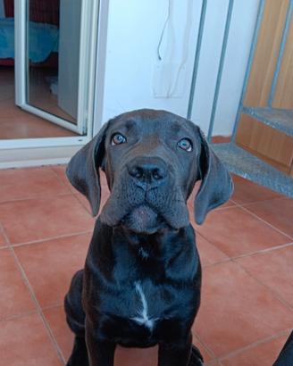 Cane corso femmina 200 euro solo per le spese