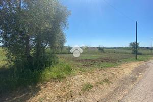 TER. AGRICOLO A ARDEA