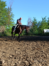 Femmina murgese 9 anni monta Americana e inglese