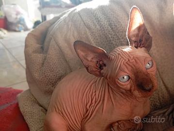 CANADIAN SPHYNX 