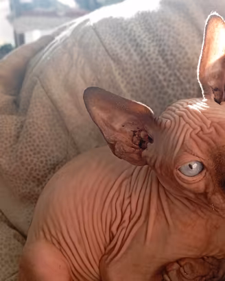 CANADIAN SPHYNX 