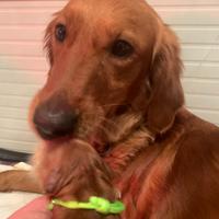 Golden retriever da allevamento selezionato