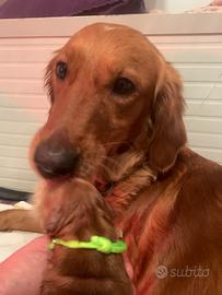 Golden retriever da allevamento selezionato