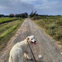 Regalasi cane a malincuore