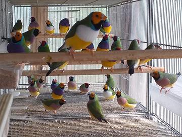 Uccelli diamanti di Gould