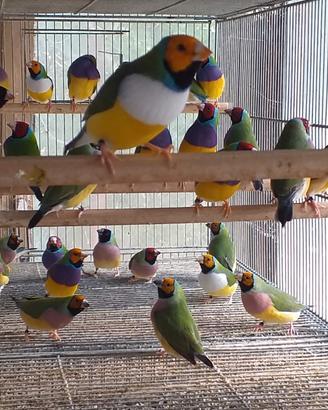Uccelli diamanti di Gould